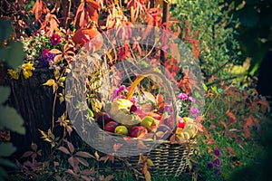 Season garden basket fruit gifts autumn