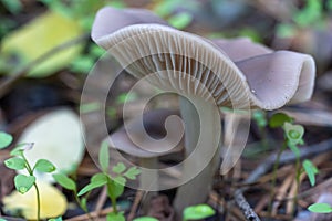Season mushrooms. Wild tricholoma portentosum growing rows on forest floor.