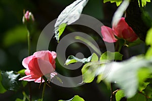 Season of perfumed roses