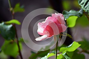 Season of perfumed roses