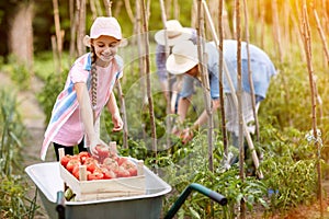 Season of picking tomatoes