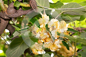 Season pollination of kiwi plant