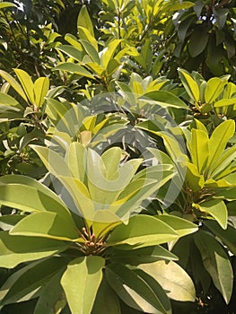 Season`s new branch head with buds and green leaves of naseberry fruit tree