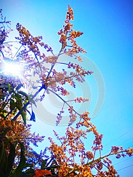 Season`s new and fresh colorful flowerings with green leaves on mango tree