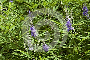 Season`s vitex agnus-castus blooming summer photo