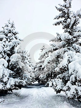 Season snow winter forest pine and trees