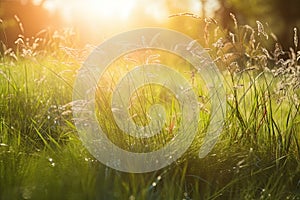 season summer spring lights fairy sunbeams meadow grass shining Sunlight