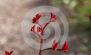 season for West australia wild flowers