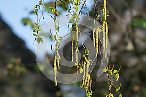 Seasonal allergy - birch tree blossom, pollen