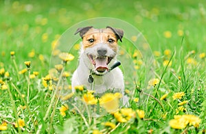 Seasonal allergy concept with dog sitting among blossoming flowers