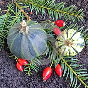 A seasonal arrangement with gourds, pine and rosebuds