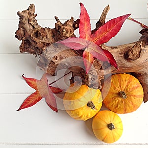 A seasonal arrangement with gourds and red leaves