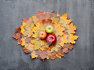 Seasonal autumn background. Frame of colorful maple leaves and apples over grey .