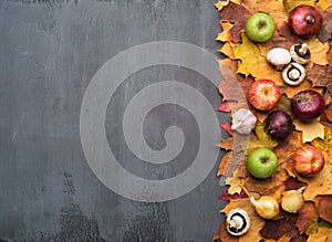 Seasonal autumn background. Frame of colorful maple leaves and autumn harvest over grey.