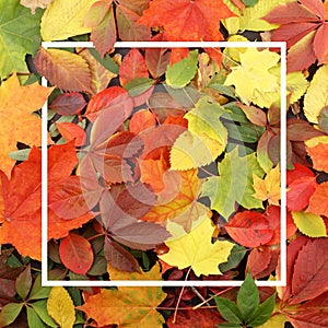 Seasonal autumn background. Frame of colorful maple leaves.