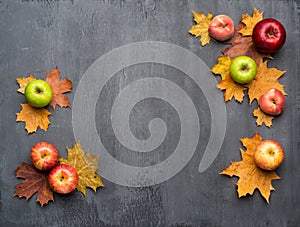 Seasonal autumn background. Frame of colorful maple leaves, peaches and apples over grey