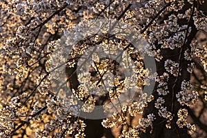 Seasonal Background Blossoms on a Cherry Tree Washington DC