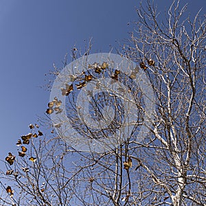 Last Golden Leaves of Autumn