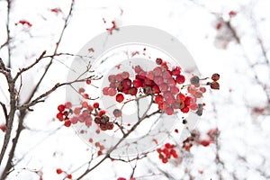 Seasonal berries. Christmas rowan berry branch. Hawthorn berries bunch. Rowanberry in snow. Berries of red ash in snow