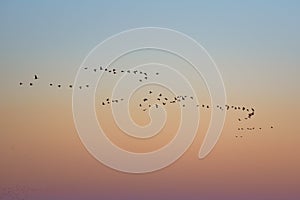 Seasonal bird migration. Flocks of birds in the sky at sunrise, nature landscape