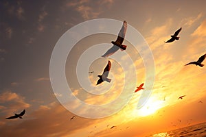 Según la temporada pájaro descargando atardecer el cielo fondo El camino sobre el calor 