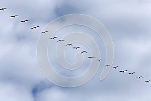 Seasonal bird migrations over the Neringa Peninsula, Lithuania 20 04 2021