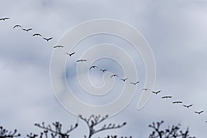 Seasonal bird migrations over the Neringa Peninsula, Lithuania 20 04 2021