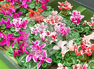 Seasonal blooming winter flowers. Close up pink and red cyclamen flowers in a pots in the garden store center. Gardening hobby.