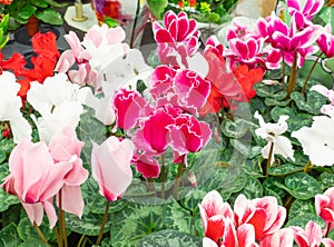 Seasonal blooming winter flowers. Close up pink and red cyclamen flowers in a pots in the garden store center. Gardening hobby.