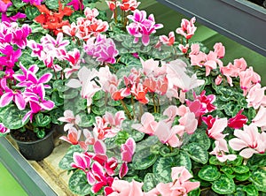 Seasonal blooming winter flowers. Close up pink and red cyclamen flowers in a pots in the garden store center. Greenhouse
