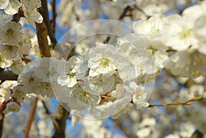 Seasonal blossoming tree springtime. Spring white blossom