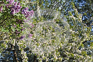 Seasonal cherry blossom tree with purple lilac in springtime backyard