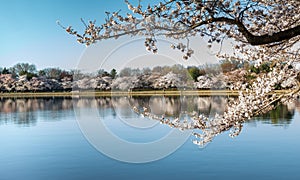 Seasonal Cherry Blossoms around the Tidal Basin in DC