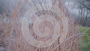 Seasonal cold nature of dry grass against during day in winter field with Ice crystals. Close up footage