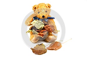 seasonal concept for a autumn impression with a teddy bear and foliage