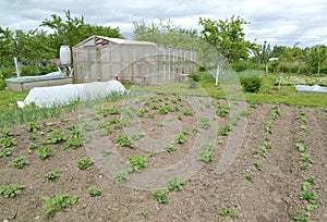 The seasonal dacha with the greenhouse and a hotbed. Spring