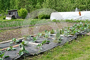 The seasonal dacha with a kitchen garden and a hotbed