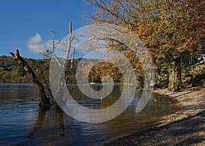 Seasonal fall autumn scene on the shore of Lake Windermere, UK.