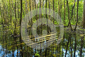 Seasonal flood in green forest reflected