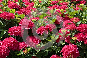 Seasonal floral texture of hydrangea leaves and red blossoms