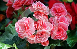 Pink flowers of the Begonia photo