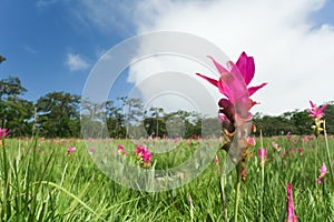 Seasonal flowers in the meadow, Chaiyaphum, Thailand