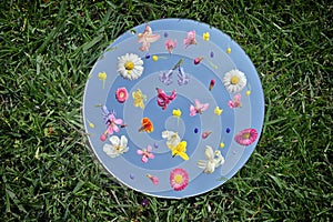 Seasonal Flowers On Mirror. Grass Background And Blue sky Reflected in Mirror
