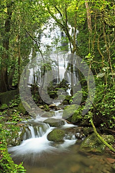 Seasonal Forest Waterfall