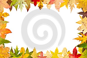 Seasonal frame of autumnal maple leaves isolated on white