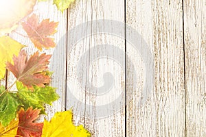 Seasonal frame of autumnal maple leaves on white wooden background