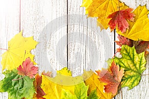 Seasonal frame of autumnal maple leaves on white wooden background