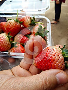 Seasonal Fresh Picked Strawberries Bought From A Road-side Stand In Thailand