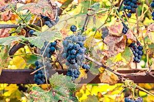 Seasonal fruit Grapes