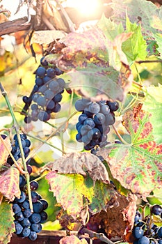 Seasonal fruit Grapes